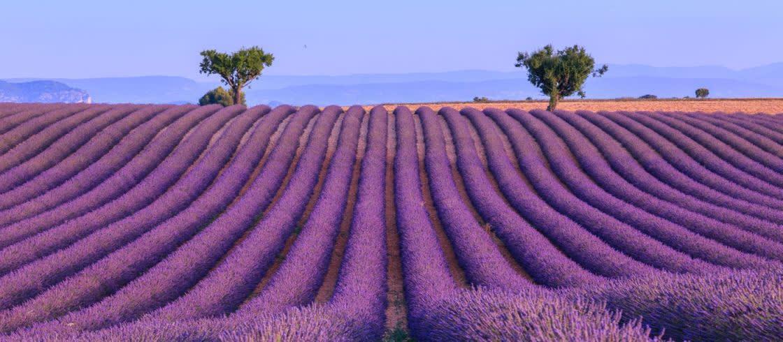 Lavende valensole header fesus robert shutterstock